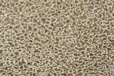 Polished Dinosaur Bone (Gembone) Section - Morocco #349665-1